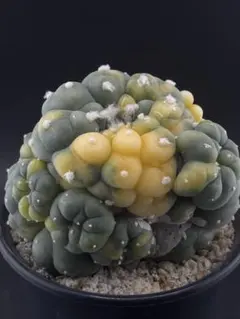 2026年最新】疣銀冠の人気アイテム - メルカリ