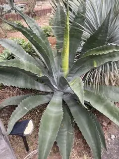 2026年最新】サルミアナ フェロックスの人気アイテム - メルカリ