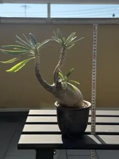 2026年最新】パキポディウム グラキリス 現地球の人気アイテム - メルカリ