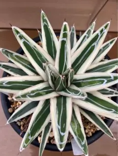2026年最新】アガベ 笹の雪 氷山の人気アイテム - メルカリ