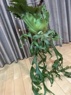 2026年最新】ビカクシダ コロナリウムの人気アイテム - メルカリ