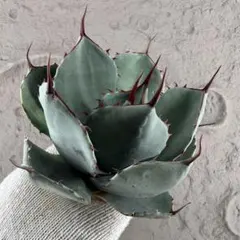 2026年最新】アガベ パリー 大株の人気アイテム - メルカリ