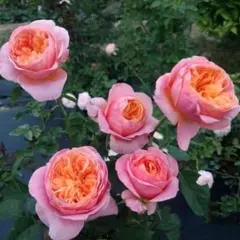 2026年最新】バラ苗 切花の人気アイテム - メルカリ