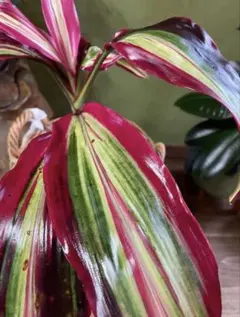 2026年最新】コルジリネの人気アイテム - メルカリ