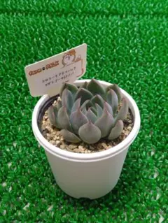 2026年最新】ザラゴーサ SP ノバの人気アイテム - メルカリ