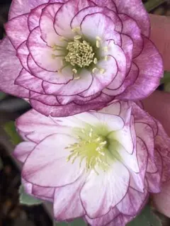 2026年最新】プリマベーラ クリスマスローズの人気アイテム - メルカリ