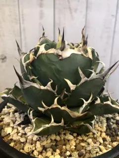 2026年最新】アガベ チタノタ ハデスの人気アイテム - メルカリ