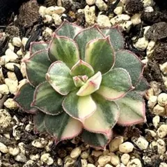 2026年最新】ジョアンダニエル 多肉の人気アイテム - メルカリ