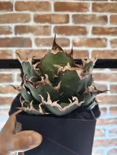 2026年最新】アガベ シーザー 子株の人気アイテム - メルカリ