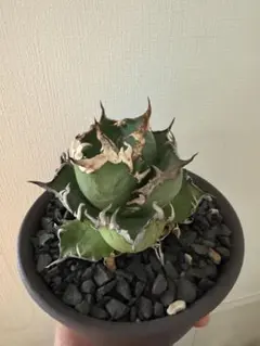 2026年最新】アガベ シーザー 子株の人気アイテム - メルカリ