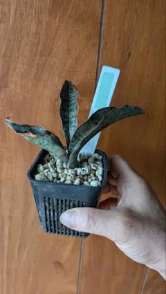 2026年最新】サンスベリア 希少の人気アイテム - メルカリ