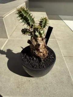 2026年最新】ムランジーナ 実生の人気アイテム - メルカリ