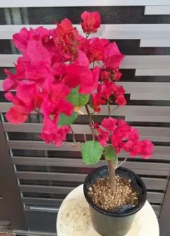 2026年最新】ブーゲンビリアの人気アイテム - メルカリ