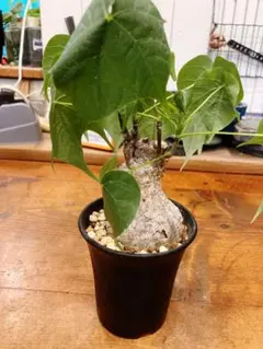 2026年最新】フィルミアナ コロラータの人気アイテム - メルカリ