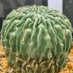 2026年最新】綴化サボテンの人気アイテム - メルカリ