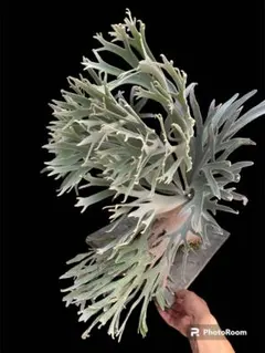 2026年最新】pedro tatsutaの人気アイテム - メルカリ