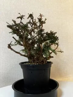 2026年最新】オペルクリカリアパキプス ベアルートの人気アイテム