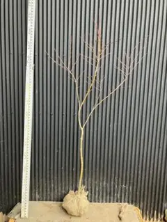 2026年最新】山採り もみじの人気アイテム - メルカリ