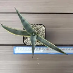 2026年最新】フランゾシニーの人気アイテム - メルカリ