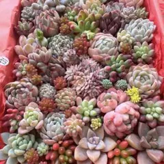 2026年最新】多肉 苗 セットの人気アイテム - メルカリ