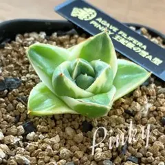 2026年最新】上澳園芸の人気アイテム - メルカリ