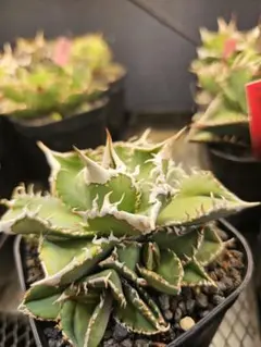 2026年最新】白豪刺の人気アイテム - メルカリ