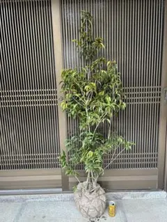 2026年最新】ソヨゴの人気アイテム - メルカリ