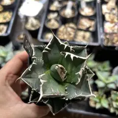 2026年最新】アガベsadの人気アイテム - メルカリ