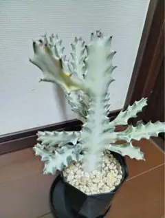 2026年最新】ユーフォルビア ホワイトゴーストの人気アイテム - メルカリ