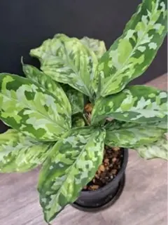 2026年最新】アグラオネマピクタム アンダマンの人気アイテム - メルカリ