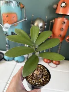 2026年最新】ザミアの人気アイテム - メルカリ