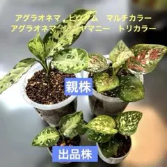 2026年最新】アグラオネマ ピクタム マルチカラーの人気アイテム