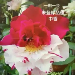 2026年最新】一期一会バラ苗の人気アイテム - メルカリ