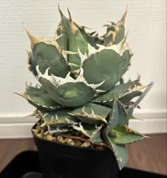 2026年最新】アガベスーパーボールの人気アイテム - メルカリ