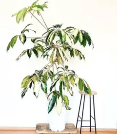 2026年最新】ツピタンサス斑入りの人気アイテム - メルカリ