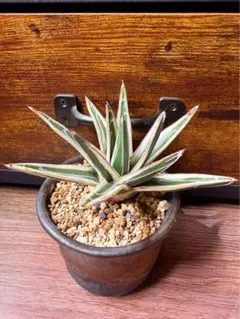 2026年最新】極氷山 アガベの人気アイテム - メルカリ