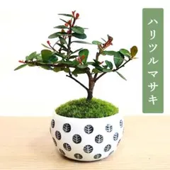 2026年最新】ハリツルマサキの人気アイテム - メルカリ