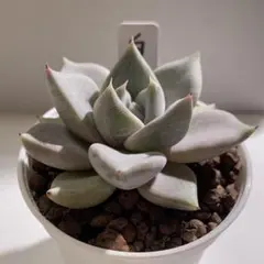 2026年最新】優木園の人気アイテム - メルカリ