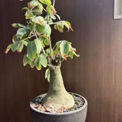 2026年最新】アデニアの人気アイテム - メルカリ