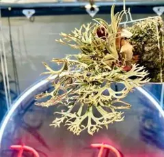 2026年最新】金童 ビカクシダの人気アイテム - メルカリ