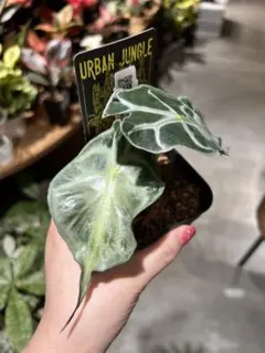 アロカシア マハラニ アルボバリエガータ 極斑 - メルカリ