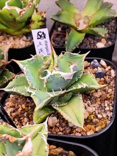 2026年最新】白豪刺の人気アイテム - メルカリ