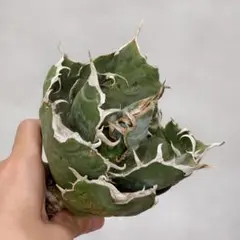 2026年最新】アガベ FO-076の人気アイテム - メルカリ