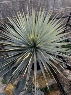 2026年最新】マルデヌベスの人気アイテム - メルカリ