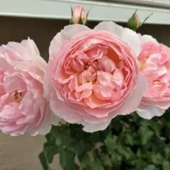 2026年最新】シャリファアスマの人気アイテム - メルカリ