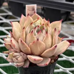 2026年最新】リラシナ 多肉の人気アイテム - メルカリ