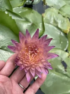 2026年最新】熱帯性睡蓮の人気アイテム - メルカリ