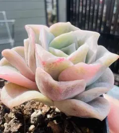 2026年最新】ラブリーローズ錦の人気アイテム - メルカリ