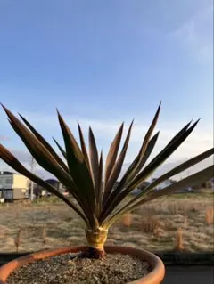 2026年最新】ユッカグロリオサの人気アイテム - メルカリ