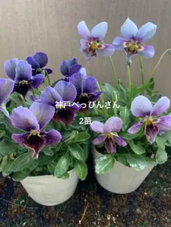 2026年最新】ビオラ 苗の人気アイテム - メルカリ